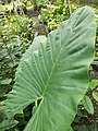 Alocasia macrorrhizos (181217-1435)