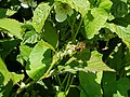 A honeybee Apis meillifera mellifera on a bramble Rubus nemorosus