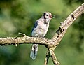 Image 78Blue jay fledgling calling for its parent in Green-Wood Cemetery