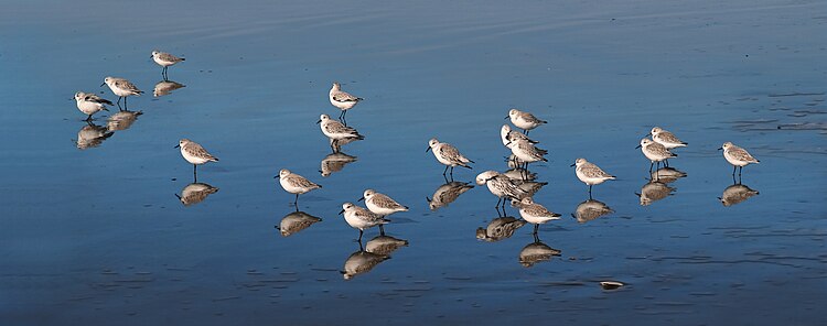 Песчанки (Calidris alba) на пляже в Сан-Франциско