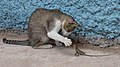 Image 1 Cat playing with a lizard (from සැකිල්ල:Transclude files as random slideshow/testcases/2)