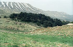 Stari in sveti gaj. V naravnem rezervatu Božjih ceder v Libanonskem gorovju