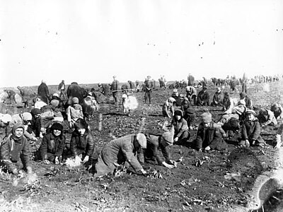 Copii culegand cartofi inghetati de pe un teren colectivizat