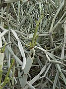 Cissus subaphylla — низький чагарник із сіро-зеленими стеблами