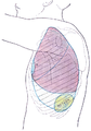 Pérangan sisih thorax, nuduhaké papan tumrap balung, paru-paru (ungu), pleura (biru), lan limpa (ijo).