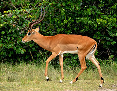 Impala.