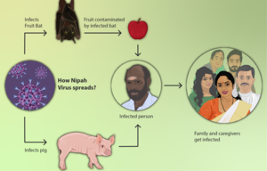 Come si diffonde il virus Nipah