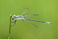 Lestes dryas, side view