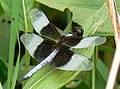 Widow Skimmer (Libellula luctuosa) at Chalco Hills Recreation Area