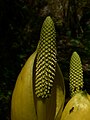 Lysichiton americanus