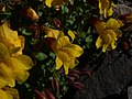 Mimulus tilingii