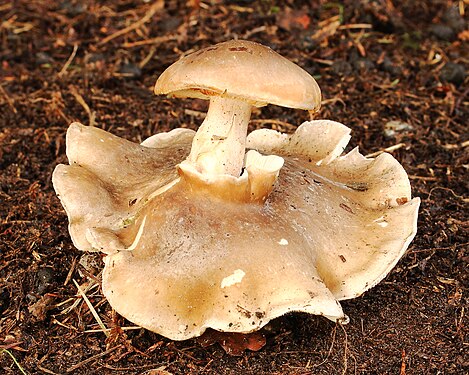 Deformed clouded agaric (Clitocybe nebularis), a mushroom that grows on another mushroom.