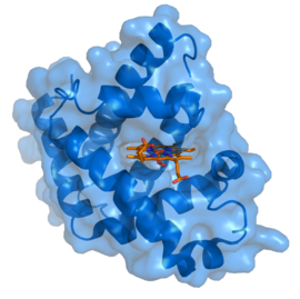 Image illustrative de l’article Myoglobine