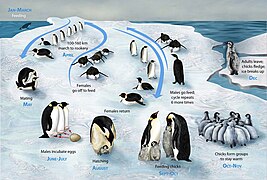 PENGUIN LIFECYCLE H