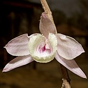 Dendrobium aphyllum