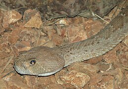 Red Diamondback Rattle Snake Image 003.jpg