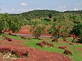 Savana maliana dins lo corrent de la sason dei precipitacions