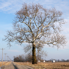 A nyugati platán (Platanus occienditalis)