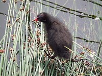 Chick, 1–2 weeks old