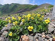 タカネスミレ、秋田駒ヶ岳にて