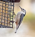 Image 20White-breasted nuthatch on a suet feeder in Green-Wood Cemetery