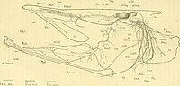 Thumbnail for File:Anatomischer Anzeiger (1909) (18149050326).jpg