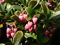 Arctostaphylos uva-ursi