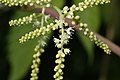 Aruncus dioicus