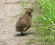 Brown quail ("Coturnix ypsilophora")