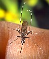 Aedes albopictus. Mosquito tigre.