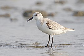 Calidris alba - Laem Phak Bia