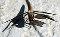 Libellula lydia, female