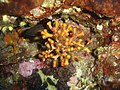 En milieu tempéré, y compris en Méditerranée (Ci contre) les dépôts biologiques sont très diversifiés, concentrés et nombreux. Sur cette photo prise sur un fond corralligène, on peut y voir : Plusieurs espèces de bryozoaire (Ramifié au centre, divers encroûtants), des actinies, des algues corralligènes encroûtantes, des éponges et des hydrozoaires (Ramifications transparentes blanchâtres entourant le bryozoaire jaune). Notez aussi la castagnole Chromis chromis réfugié dans la cavité en arrière-plan (non sessile)