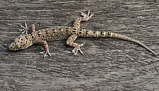 Gekko monarchus (Gekkonidae)