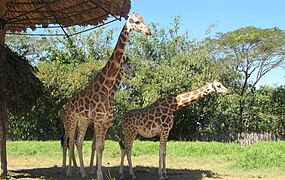 Giraffes in the zoo on Central American.JPG