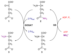 Glutamina oxoglutarato aminotransferasa y glutamina sintetasa