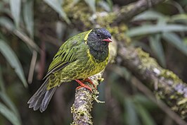 Groen-zwarte cotinga