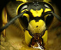 Wasp