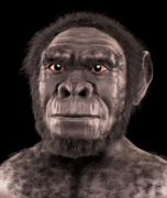 Homo habilis, o primeiro a usar ferramentas de pedra.