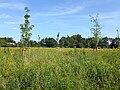 Lebensereigniswald östlich der Bahnlinie