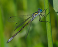 Lestes virens mas