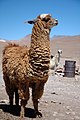 Llama en el altiplano