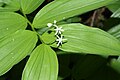 Maianthemum stellatum