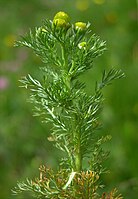 Schijfkamille (Matricaria discoidea)