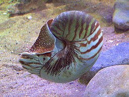 Csigáspolip (Nautilus pompilius)