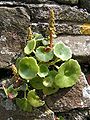 Navelwort (Umbilicus rupestris)