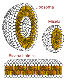 Célula