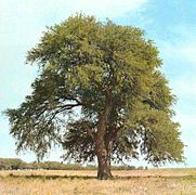 El caldén es el árbol característico de la provincia, y se encuentra en el centro de la provincia.