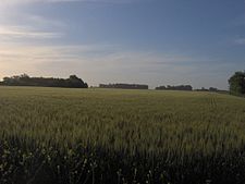 Picture showing the landscape of the Pampas which is mostly a flat grassland