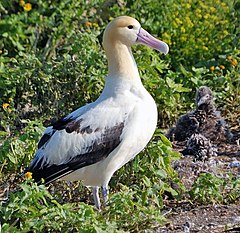 Белогръб албатрос (P. albatrus)